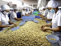 export of cashew kernels passes usd1 billion